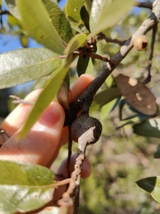 Callirhytis quercusbatatoides