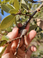 Callirhytis quercusbatatoides