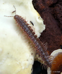 Pseudopolydesmus erasus
