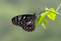 Tirumala hamata