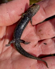 Desmognathus kanawha