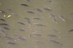 Oreochromis niloticus