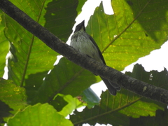 Saltator striatipectus