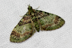 Chloroclystis perissa