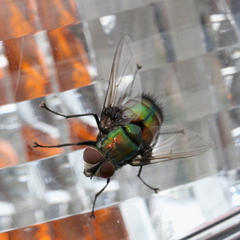 Rutilia