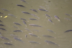 Oreochromis niloticus