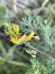 Corydalis aurea