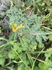 Corydalis aurea