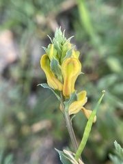 Corydalis aurea