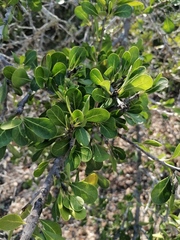 Sideroxylon celastrinum