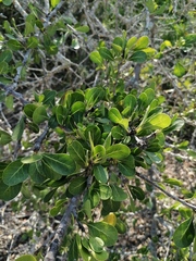 Sideroxylon celastrinum