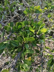 Sideroxylon celastrinum