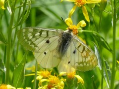 Parnassius clodius
