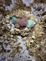 Artedius harringtoni