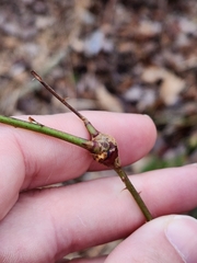 Neolasioptera nodulosa