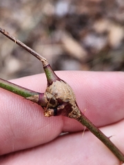 Neolasioptera nodulosa