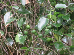 Passiflora tetrandra