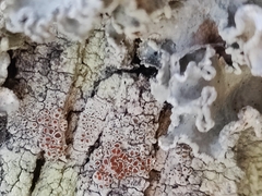 Haematomma persoonii