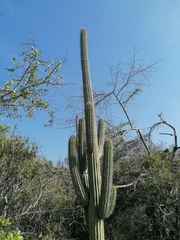 Cephalocereus nudus