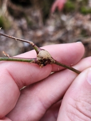 Neolasioptera nodulosa