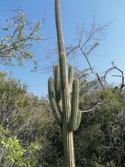 Cephalocereus nudus