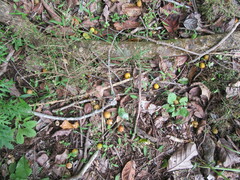 Passiflora tetrandra