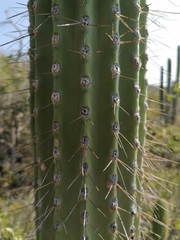 Cephalocereus nudus