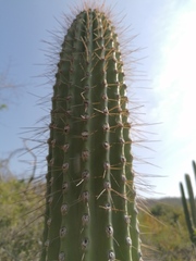 Cephalocereus nudus