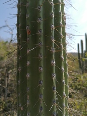 Cephalocereus nudus