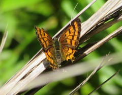 Lycaena edna