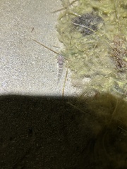 Aulopiformes