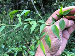 Secamone elliptica