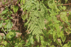 Pteris chilensis