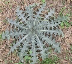 Cirsium texanum