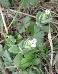 Tomostima platycarpa