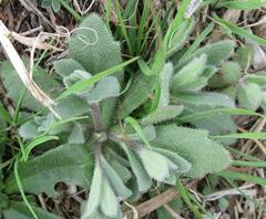 Tomostima platycarpa