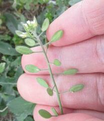 Tomostima platycarpa