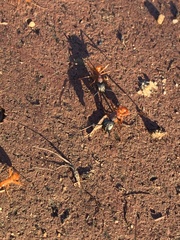 Camponotus sansabeanus