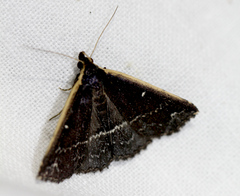 Adrapsa ablualis