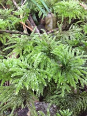Hypnodendron