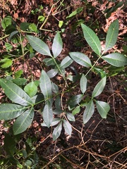 Flindersia australis
