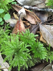 Hypnodendron