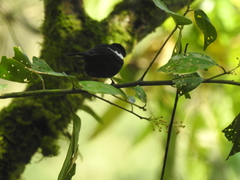 Loriotus luctuosus