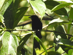 Loriotus luctuosus