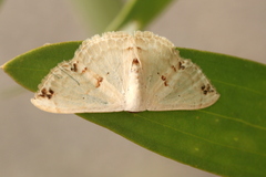 Somatina rufifascia