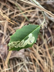 Phytomyza ilicicola