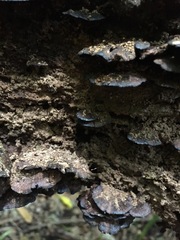 Hymenochaete microcycla