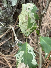 Phytomyza ilicicola