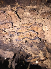 Hymenochaete microcycla