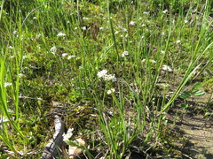 Primula egaliksensis
